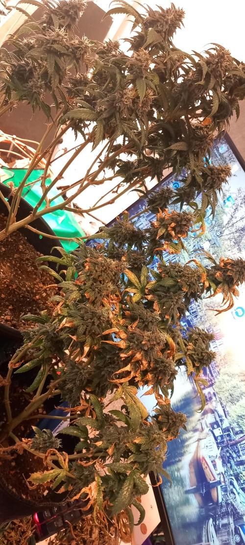 Chr.BerryPurple P autoXPineapple Express. Week 12