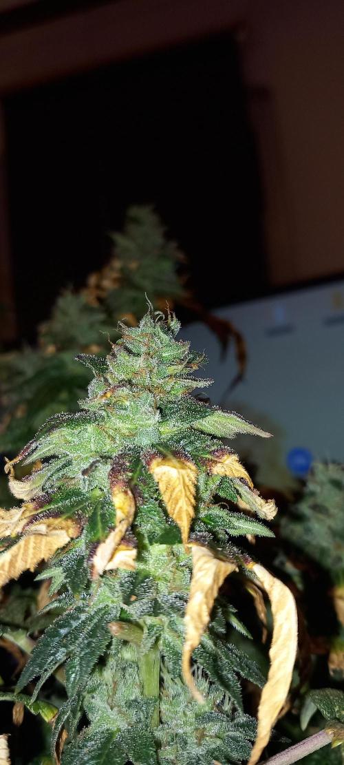 Chr.BerryPurple P autoXPineapple Express. Week 12