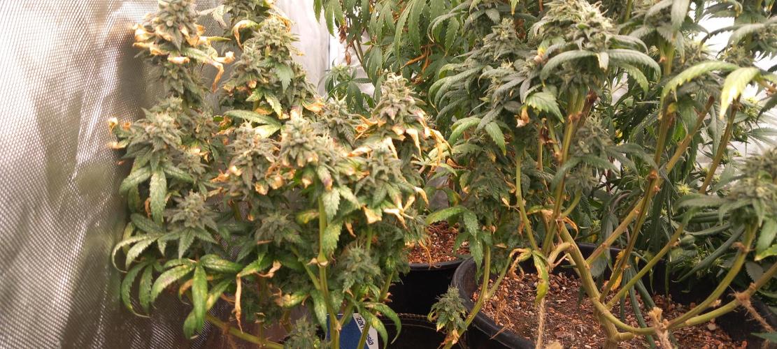 Chr.BerryPurple P autoXPineapple Express. Week 12