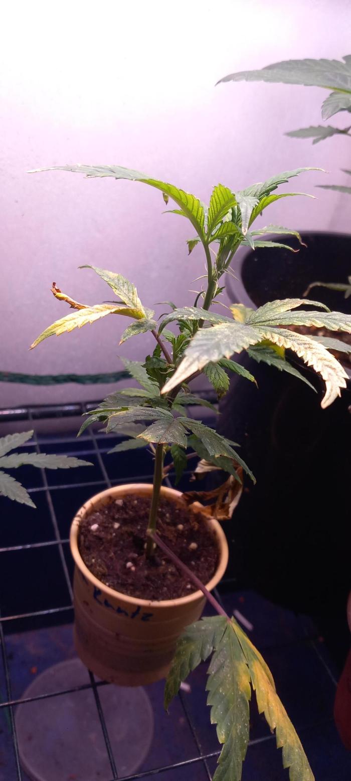 mrs big runtz. Week 1