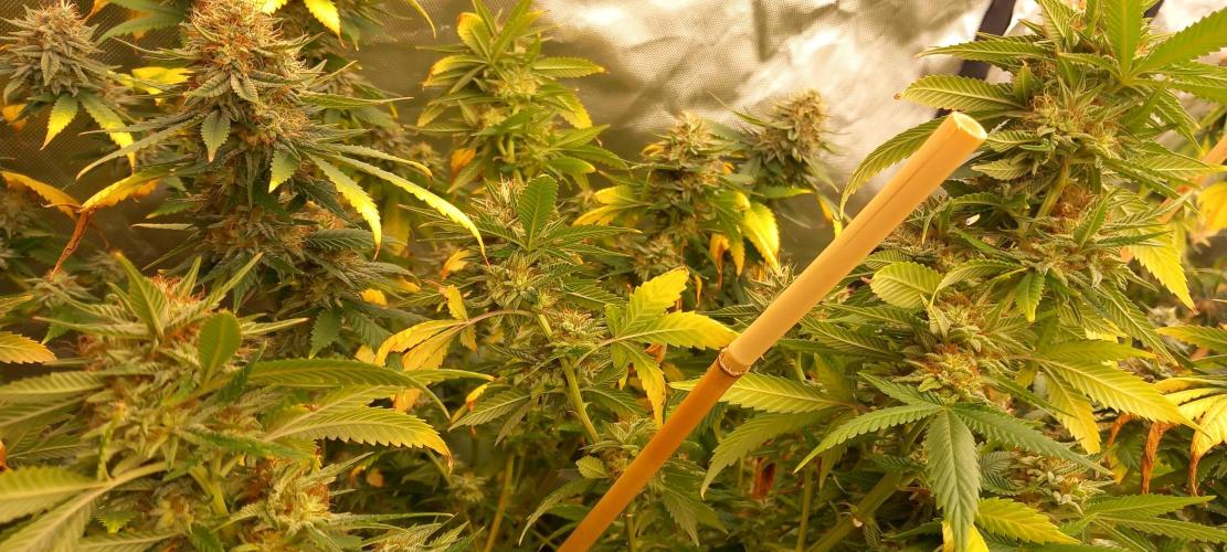 How low can u go. Week 6 - she looks frosty, but must transform into a dark, red-black beauty first :D