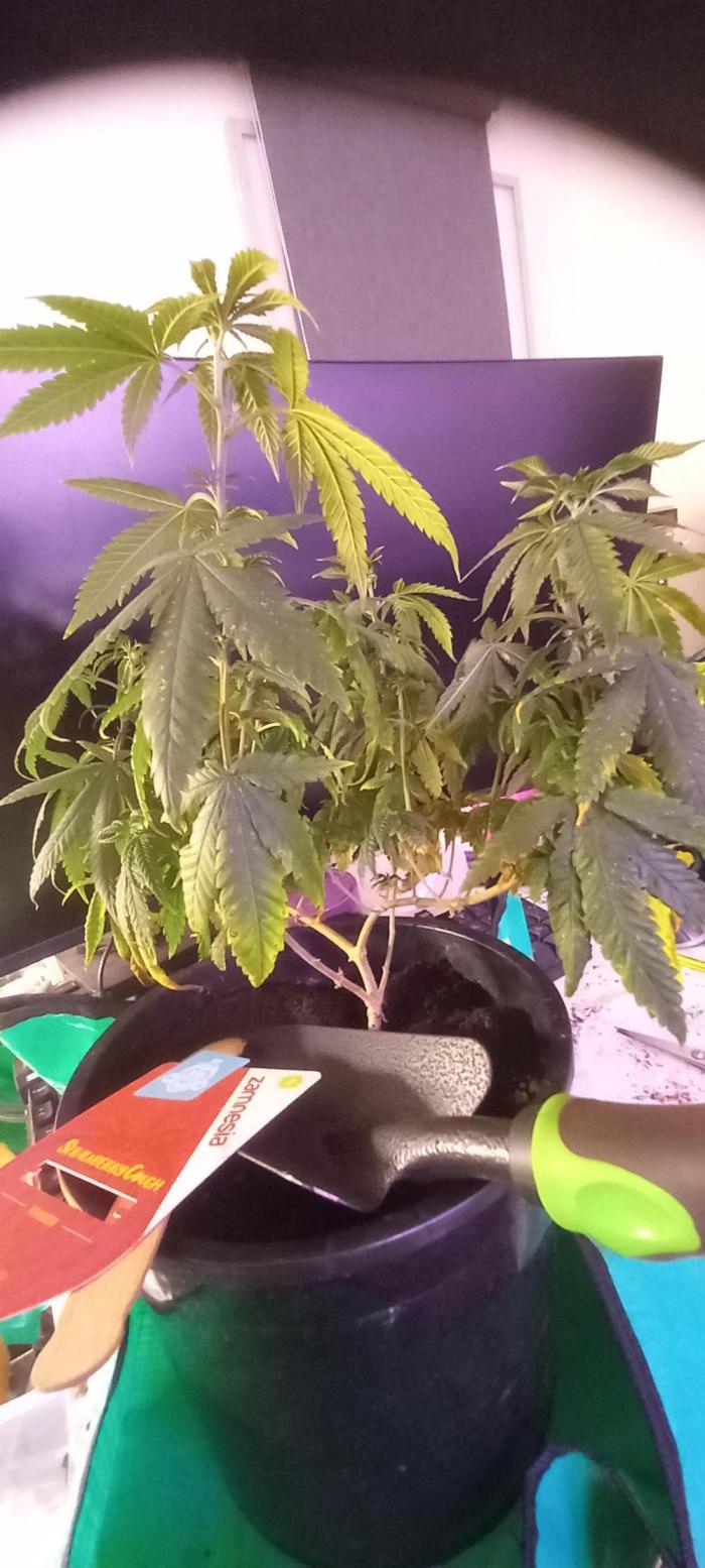 [Zamnesia] Strawberry Cough. Week 7 - Very resistant, vital plant. First plagron bio feeding now