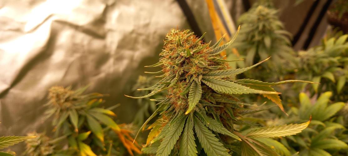 How low can u go. Week 6