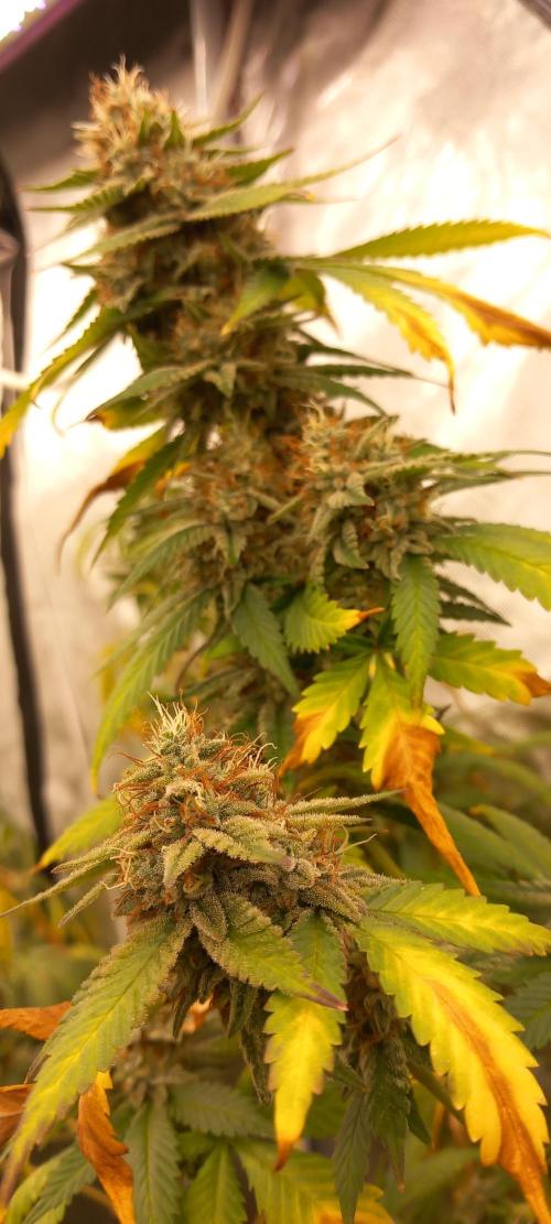 How low can u go. Week 6