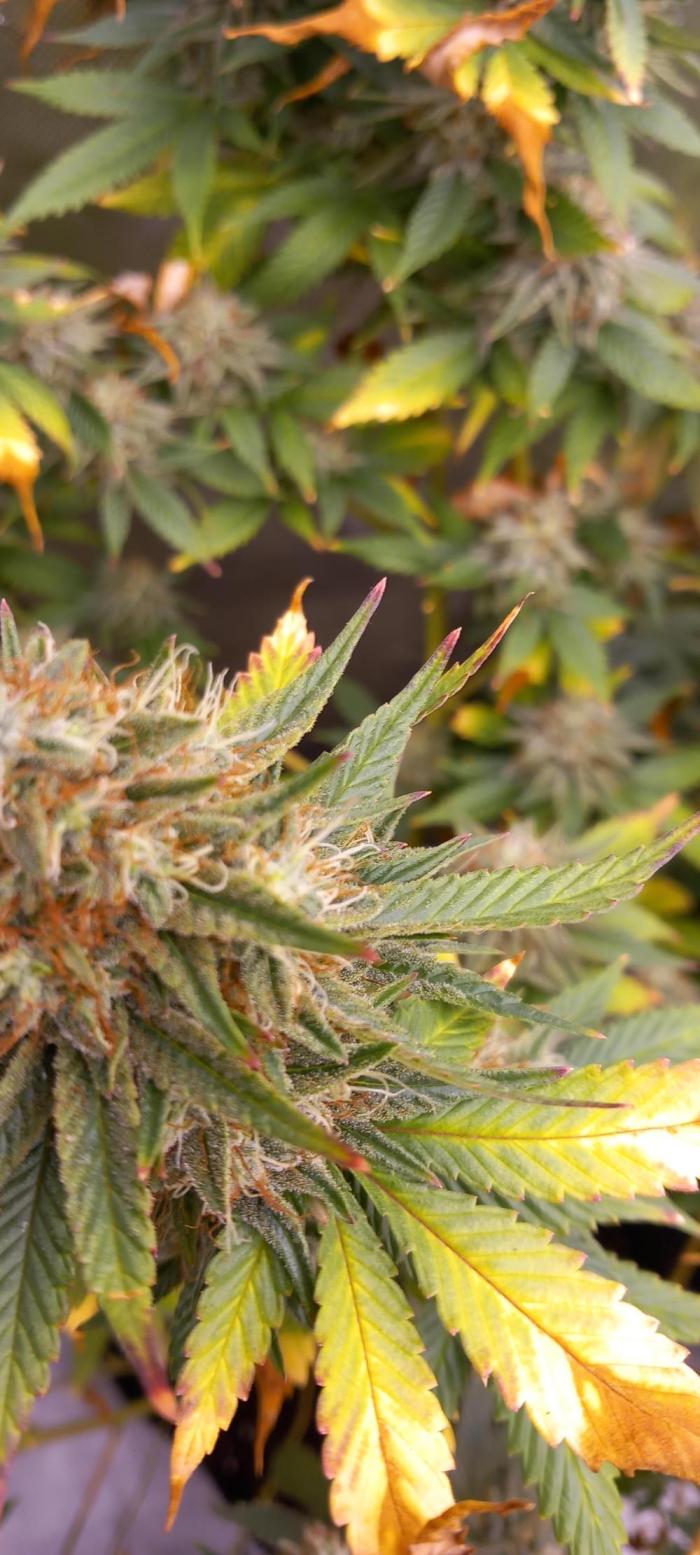 How low can u go. Week 7 - She must have heard my thoughts - see the red tips?