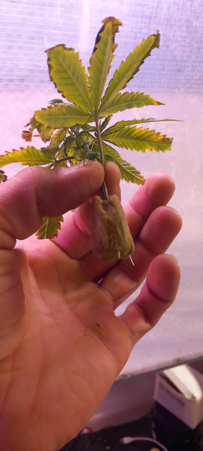 [Zamnesia] Strawberry Cough. Week 8 - The first clone