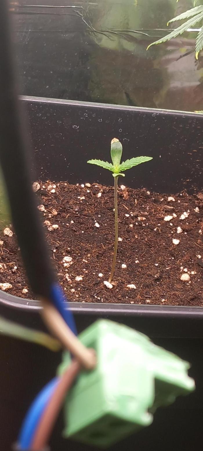 Howling Rasp Bear's diary. Week 1