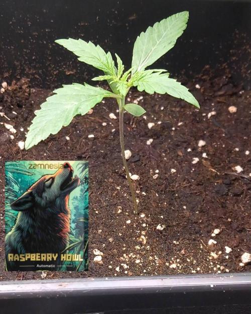 Howling Rasp Bear's diary. Week 2