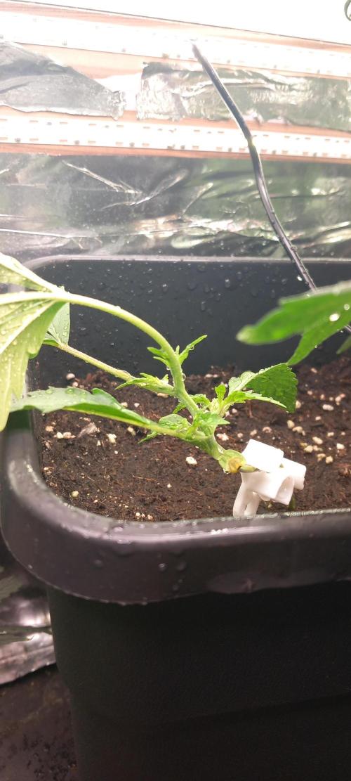 Howling Rasp Bear's diary. Week 2