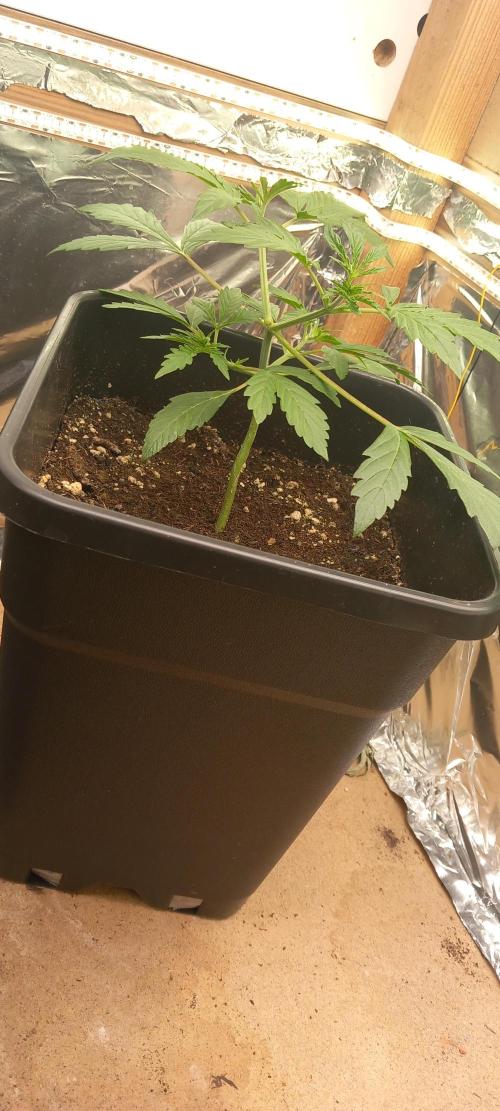 Howling Rasp Bear's diary. Week 2 - Watering waiting training today