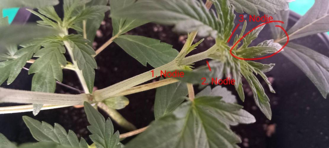 Howling Rasp Bear's diary. Week 2