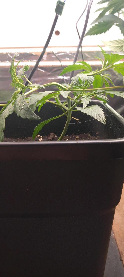 Howling Rasp Bear's diary. Week 2 - 8 Colas now