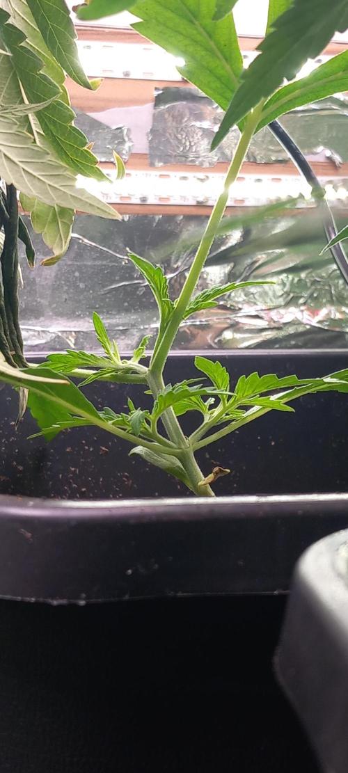 Howling Rasp Bear's diary. Week 3