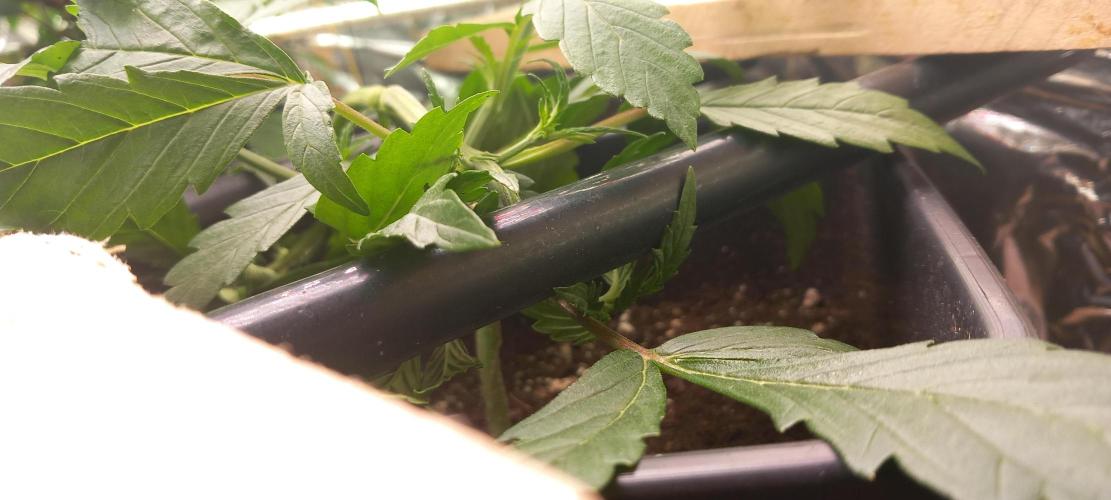 Howling Rasp Bear's diary. Week 3