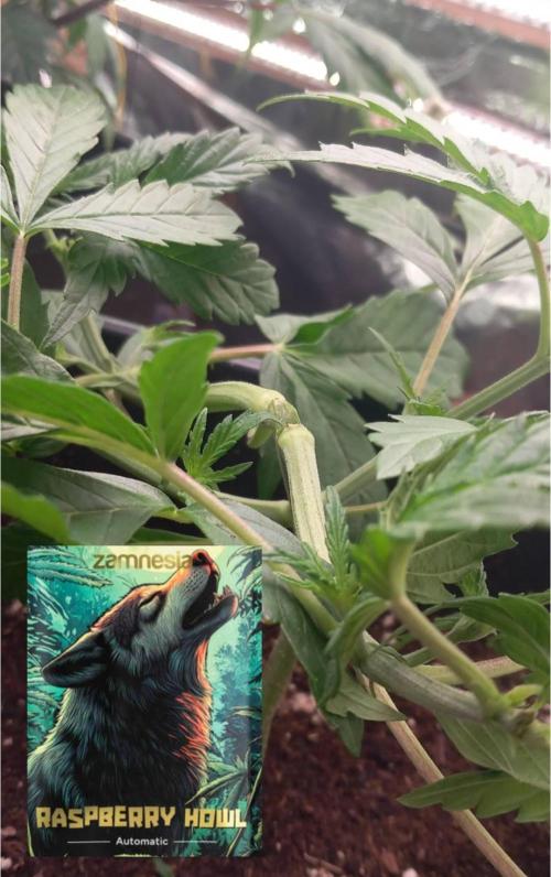 Howling Rasp Bear's diary. Week 3