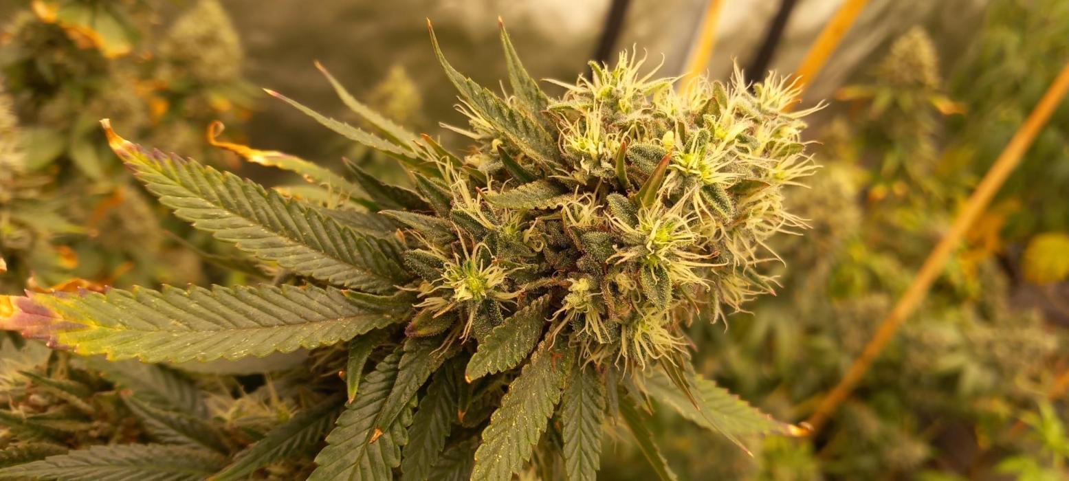 How low can u go. Week 31