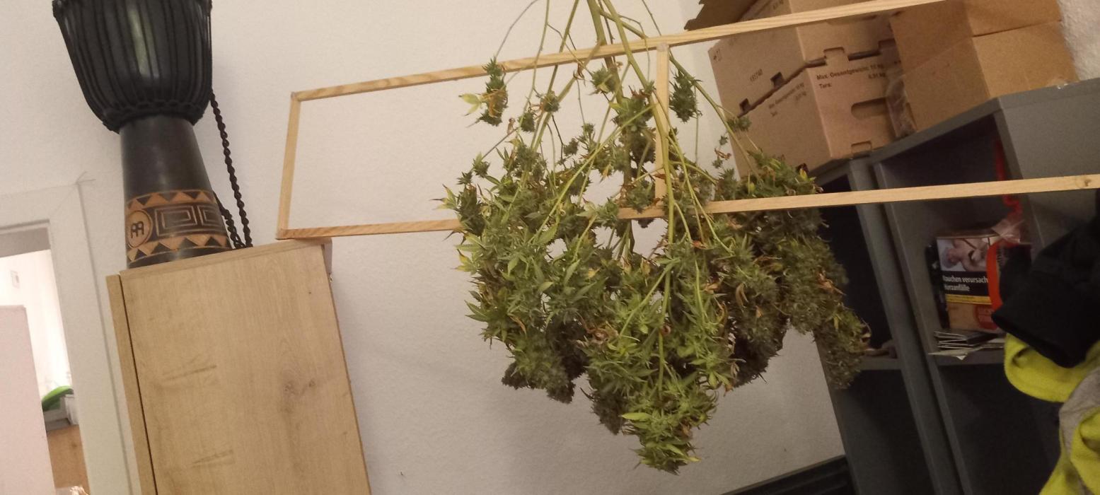 How low can u go. Week 32 - Will cut it in branches and pre-trim tonight. Whole street gonna smell MINTY