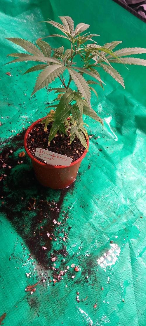 [Zamnesia] Strawberry Cough. Week 9