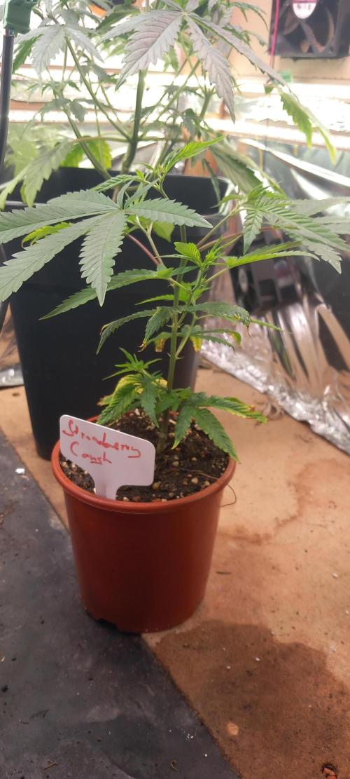 [Zamnesia] Strawberry Cough. Week 9 - Topped