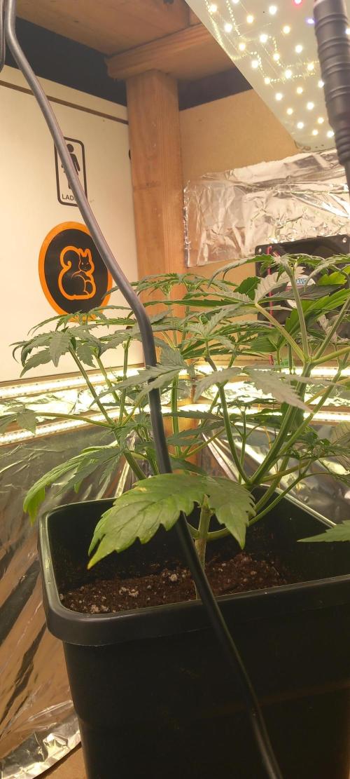 Howling Rasp Bear's diary. Week 3