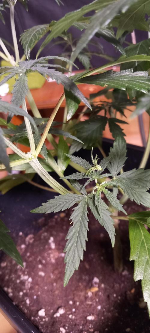 Howling Rasp Bear's diary. Week 3