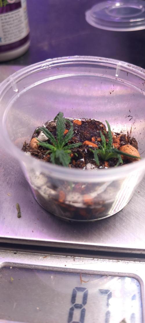 Howling Rasp Bear's diary. Week 3