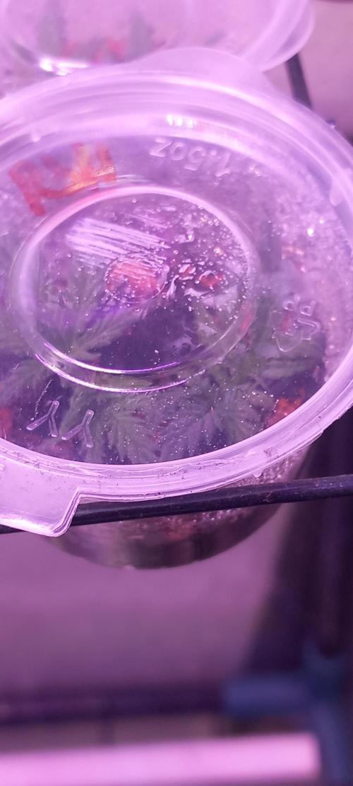 Howling Rasp Bear's diary. Week 3