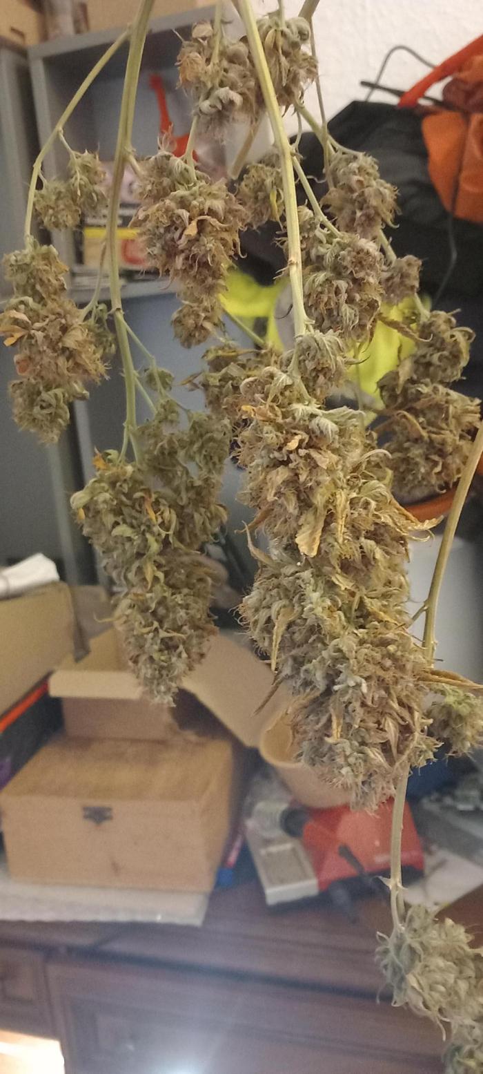 How low can u go. Week 33 - Woa. 