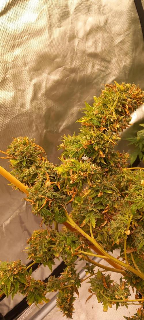 The Original Haze. Week 25