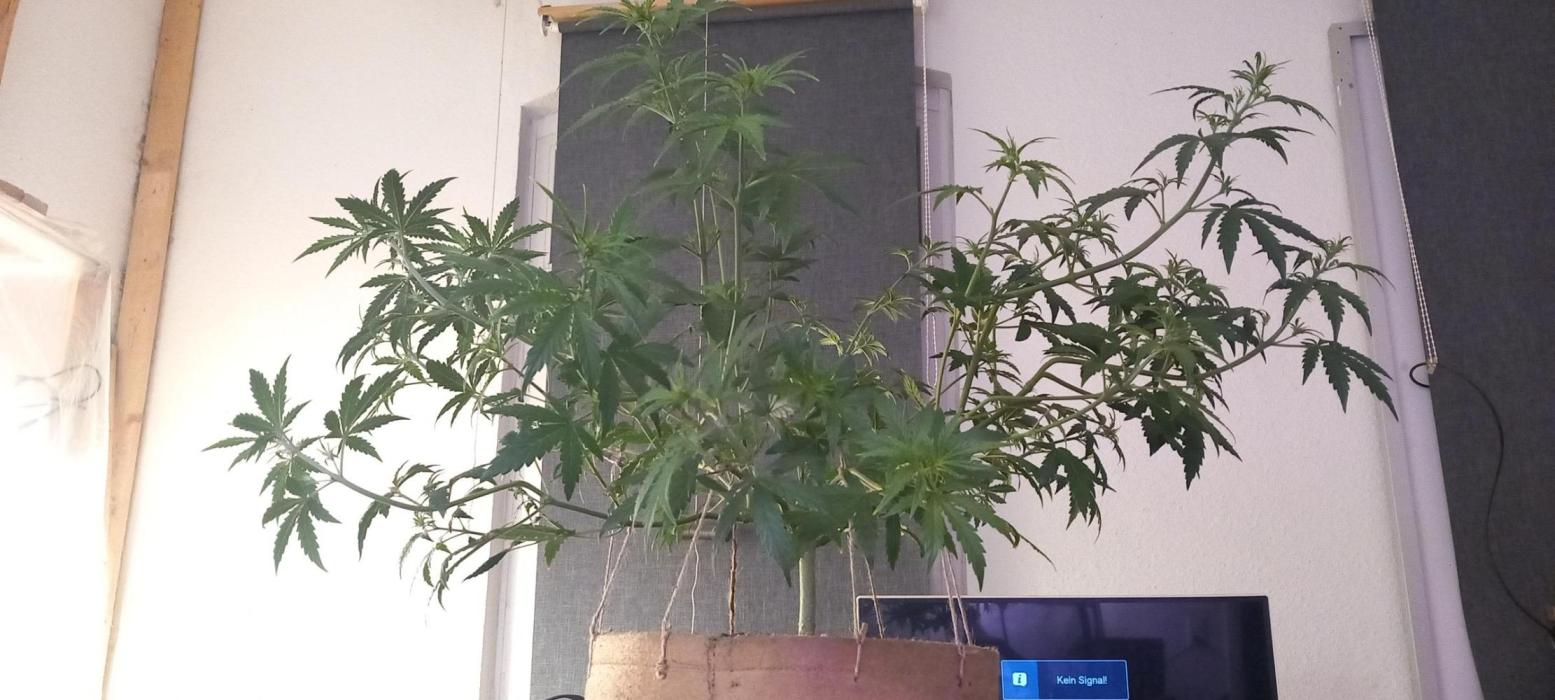 Howling Rasp Bear's diary. Week 4 - 0,8 meters wide after step 2 of LST. About day 40, clearly showing some hair