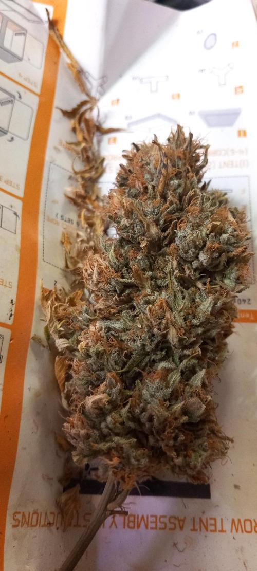 Haze Window. Week 26