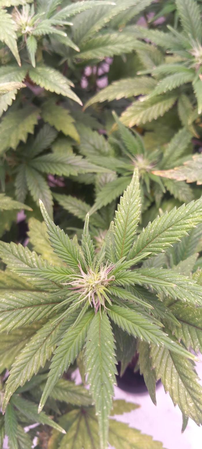 mrs big runtz. Week 13 - I am improving my routine to get to a decent IPM level