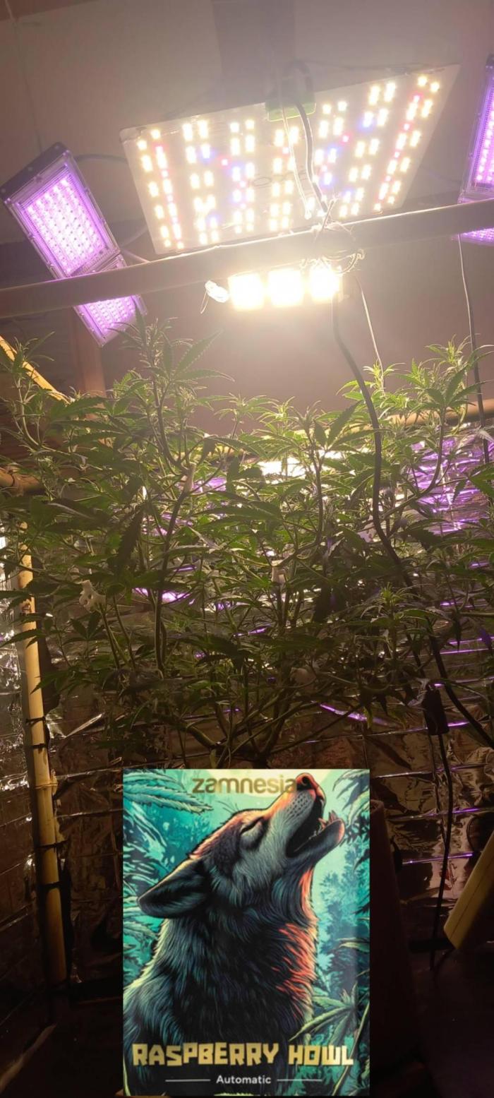 Howling Rasp Bear's diary. Week 7