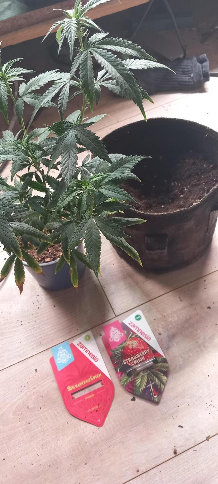 [Zamnesia] Strawberry Cough. Week 11 - Karma likes strawberries I guess, super dark Seeds again 