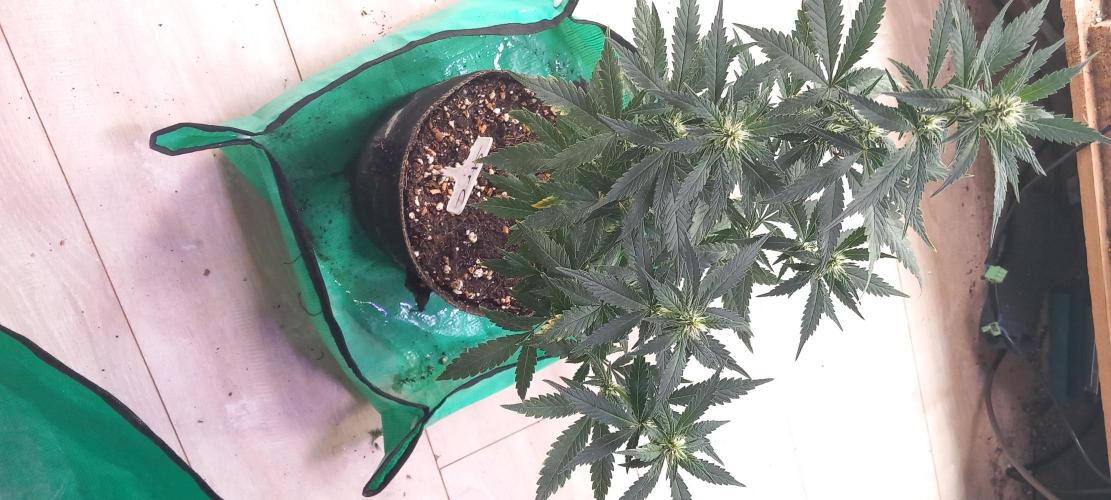[Zamnesia] Strawberry Cough. Week 13