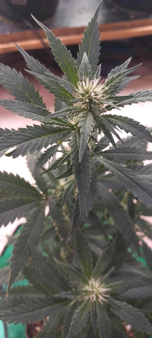 [Zamnesia] Strawberry Cough. Week 13