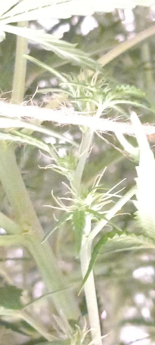Howling Rasp Bear's diary. Week 11 - Night shot, clearly a plus in pistil production reaction visible