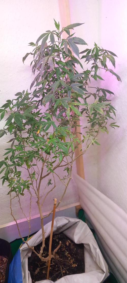 How low can u go. Week 35 - IPMed that. Now cloning&spraying Neem oil+Leaf Coat+vita race+citric acid 