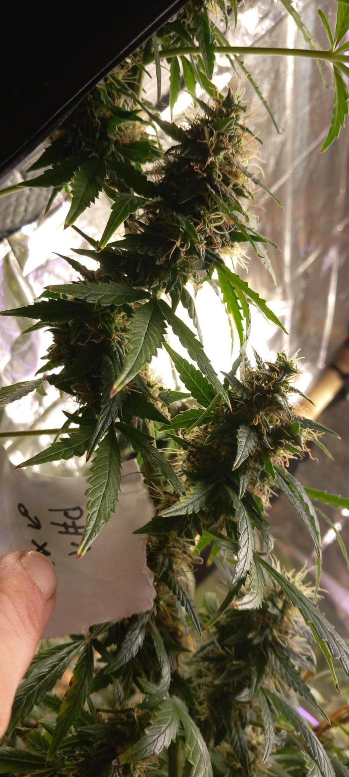 Howling Rasp Bear's diary. Week 15 - Pollinated this beasty, delicious auto with reg photo pollen