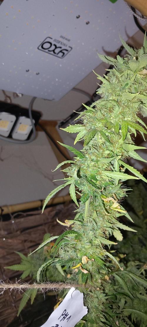 Howling Rasp Bear's diary. Week 17 - Looking forward to this cross with passion#1