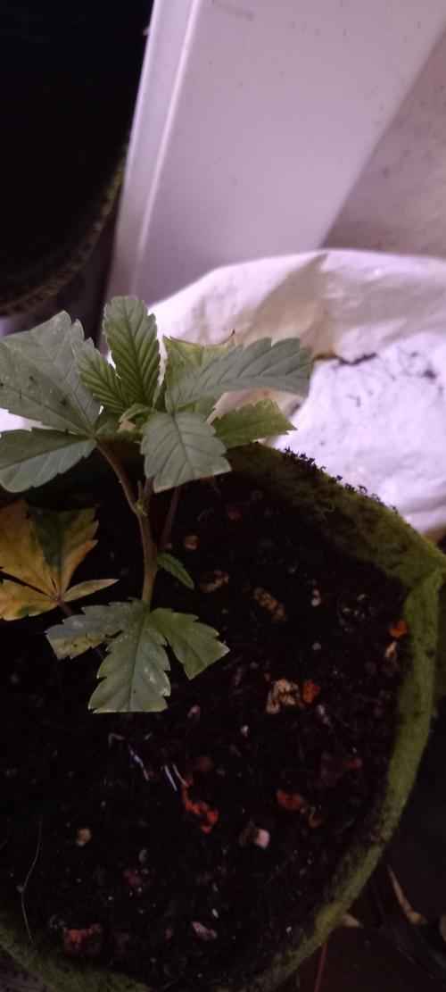Haze Window. Week 27 - New clone&start method - minimal roots, just like seedlings