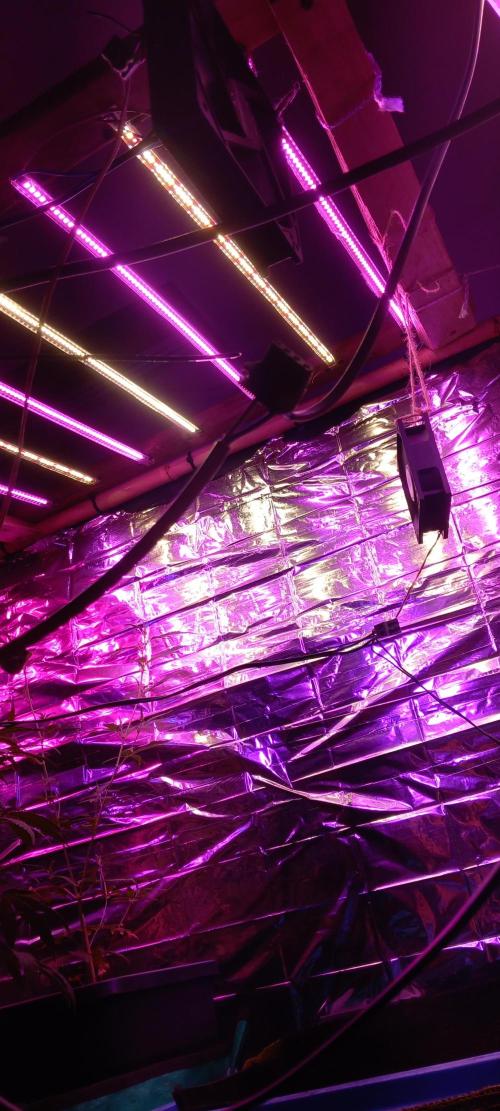 Regular Autoflower Indoor Landrace. Week 0 - 2,5m 20m cables 10 lights 12 fans madness