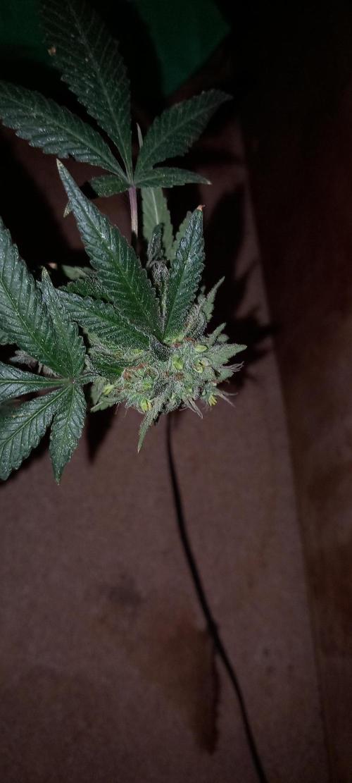 How low can u go. Week 36 - Kush Mintz keeper reversed