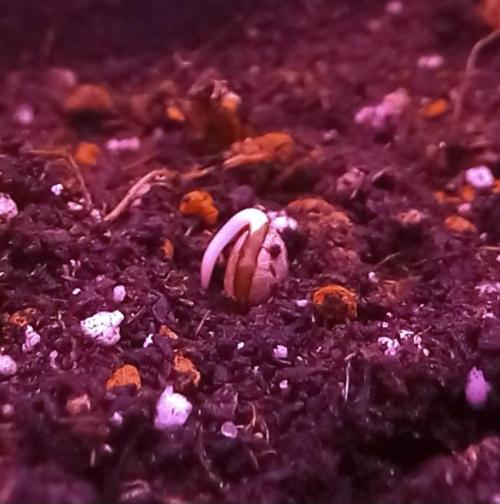Regular Autoflower Indoor Landrace. Week 0 - Makes my heart beat fast 4real