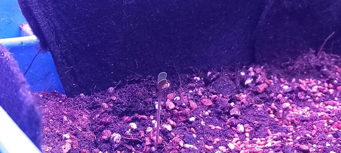 Regular Autoflower Indoor Landrace. Week 0 - Almost 90% Germination already after first pick