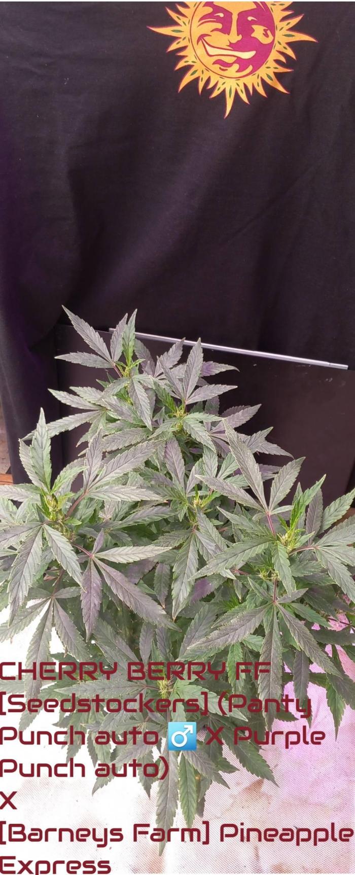 Chr.BerryPurple P autoXPineapple Express. Week 5