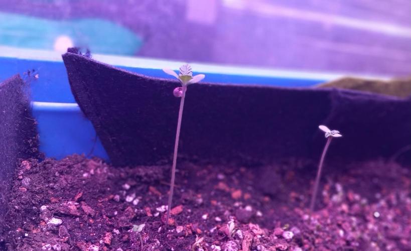 Regular Autoflower Indoor Landrace. Week 0