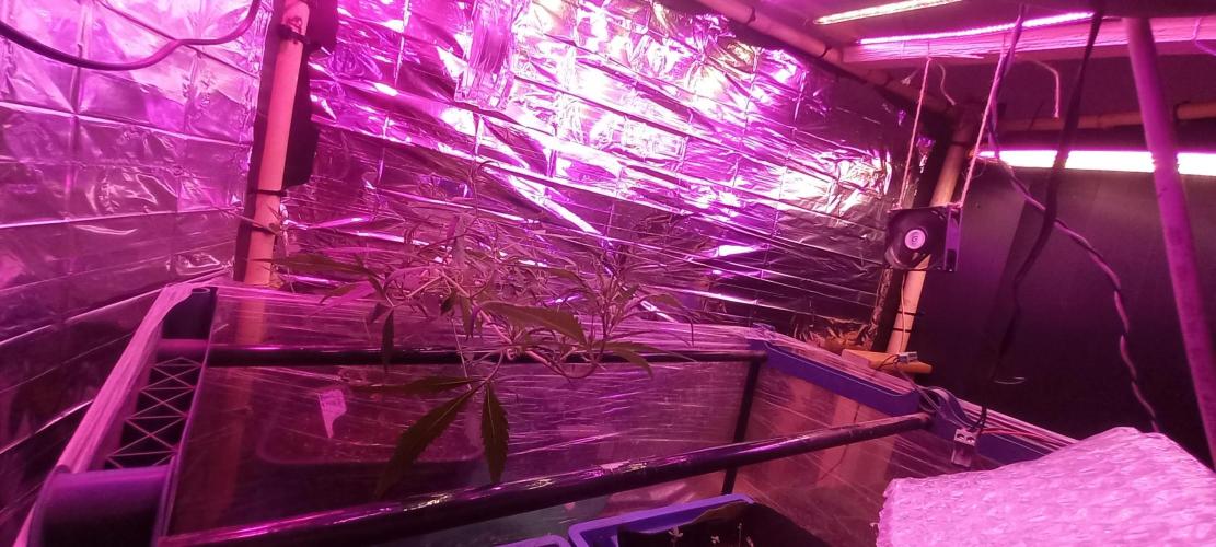 Regular Autoflower Indoor Landrace. Week 0