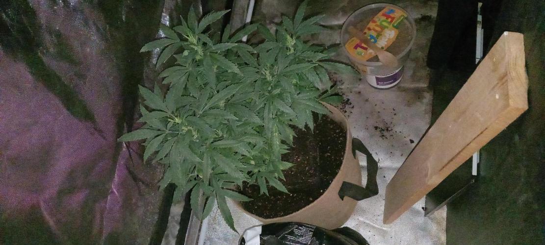 Chr.BerryPurple P autoXPineapple Express. Week 7 - PLAGRON mega worm (humus) top layer base - improved water storage, soil health