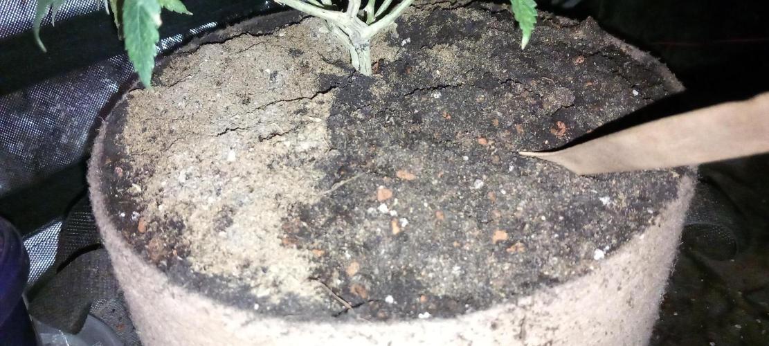 Chr.BerryPurple P autoXPineapple Express. Week 7 - Simple, cost efficient, delicious: Any organic dry nutrients